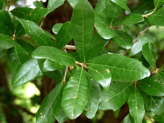 Quercus Virginiana quercus-virginiana